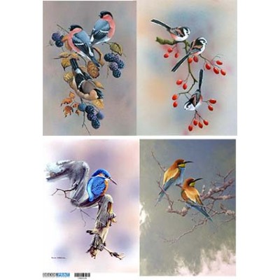 1900124 Birds